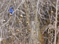 Eastern Bluebird 1346